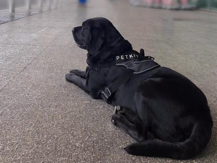 #抖音动物图鉴 以陪伴犬的身份进入#飞机 客舱也算是狗生一大难得的体验啦!#萌宠