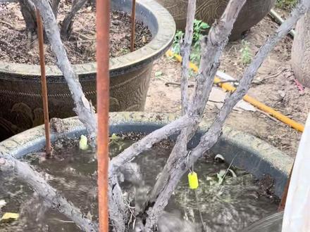 夏季牡丹应该多久浇一次水哪?看完这个视频你就懂了。#国色天香牡丹花 #菏泽牡丹 #牡丹管理技术