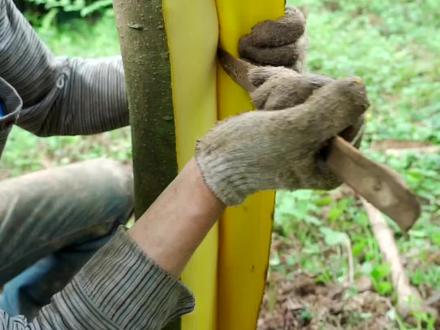 姨夫家种植几年的黄柏树,开始收割了,你知道黄柏皮干什么的吗?