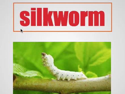 秒记:silkworm #英语单词 #英语 #高考加油站@DOU+小助手