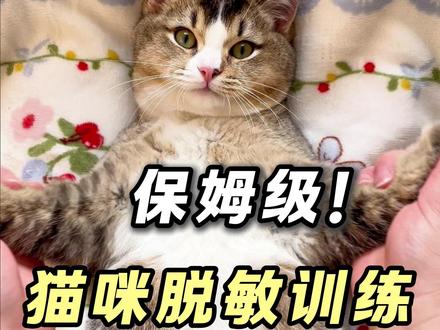 保姆级!猫咪脱敏训练! 一条全讲解,学会后你家小猫也是粘人精!#萌宠出道计划 #撸猫第一视角 #脱敏训练 #粘人精 #科学养宠攻略