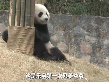 乐宝和爱宝的小时候