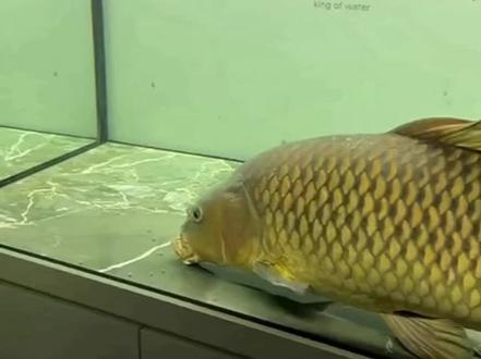 刀疤鲤:金鳞岂是池中物 一遇风云便化龙 今天的刀哥更金了,更漂亮了,我开始理解为什么以前传说五爪金龙是龙中贵族了#刀疤鲤 #金色传说 #暖心阿哲 #鲤鱼 #神奇的动物在抖音