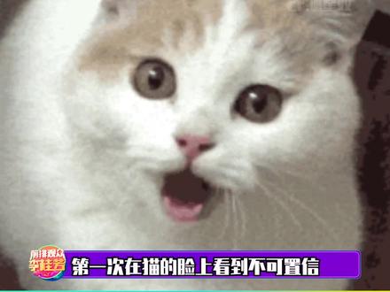 猫:你跟她说我会后空翻了?#猫咪