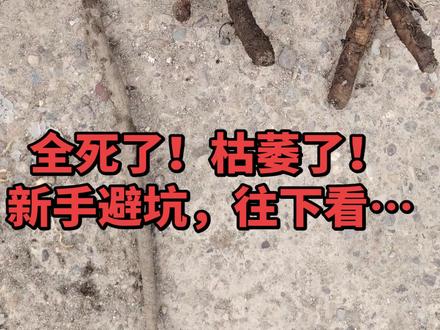 蒲公英新手反面教材来了!!#蒲公英老桩 #微盆景 #盆景养护 #老桩盆景 #绿植盆栽