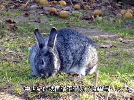 兔子的起源与演化