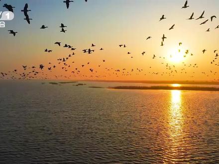 如果在黄河三角洲歇脚的候鸟有群聊 黄河三角洲,中国暖温带最完整、最广阔、最年轻的湿地生态系统,每年为全球百万候鸟提供栖息补给。戳视频↓认识可爱的鸟和给它们搭新家的人!登录央视频搜索#开讲啦 感受湿地魅力!#撒贝宁的观鸟清单又变长了