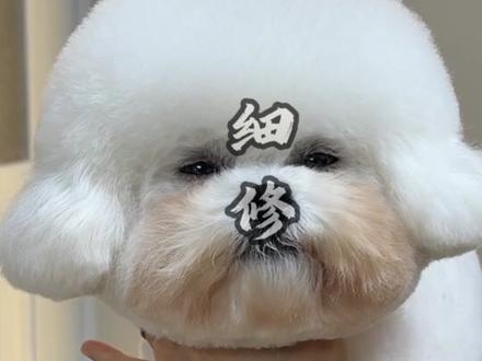 仅需两份半,教你学会布朗熊#比熊布朗熊造型 #宠物美容培训 #比熊美容 #狗狗萌系造型 #大连