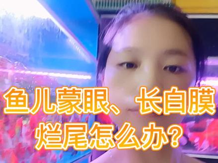 鱼儿蒙眼、长白膜、烂尾巴怎么办?#麻城森森水族 #养鱼人