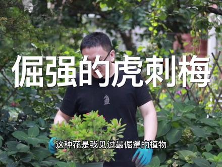 倔强的虎刺梅,懒人最爱的花卉 #养花小知识