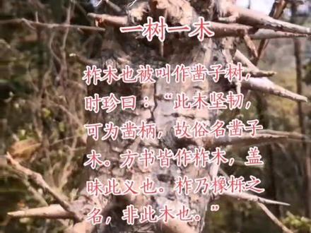 巫眼看世界之#大山里的原生态 |柞木#户外随拍