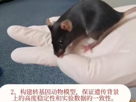 最常见的小鼠品系-C57小知识#养鼠日常分享