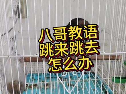 八哥鸟教语的时候老是跳来跳去是,原因可能有几种#八哥鸟爱好者 #八哥学语 #会说话的鸟 #训鸟高手 #养鸟经验分享