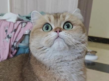 新鲜热乎的凸凸,可爱捏🥰#猫咪 #哈基米 #小猫咪能有什么坏心眼 #可爱