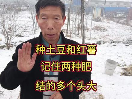 种植红薯和土豆,用好两种肥,结的又多又大又好吃 #上熱门