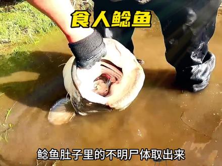 食人鲶鱼肚子里有什么#神奇动物在抖音 #野生动物零距离 #鲶鱼 #食人鱼 #真实户外