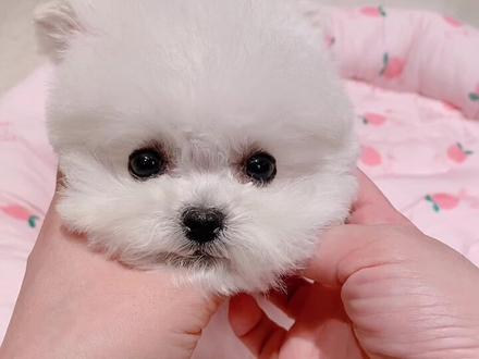 韩系小体比熊如何挑选?看这一篇就够了