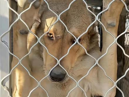 我叫黄黄你记住#骏良 #黄黄 #骏良的狗 #不养狗不知道养狗的乐趣