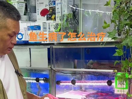 #兰州西关木塔巷花鱼店 观赏鱼生病了怎么治疗#观赏鱼 #观赏鱼交叉感染 #水族 #观赏鱼养殖