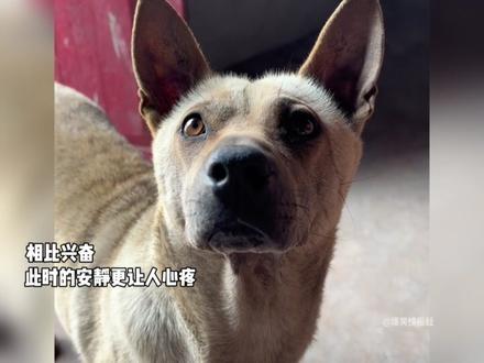 狗狗虽然不会说话,但其实它什么都懂!#狗狗 #失而复得 #感动瞬间 #狗狗是人类最好的朋友 #久别重逢