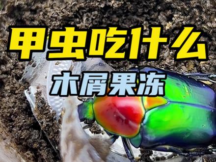 甲虫幼虫成虫吃什么?每个品种都一样幼虫吃木屑,成虫吃果冻或是水果。#独角仙 #甲虫 #神奇动物在抖音 #昆虫世界