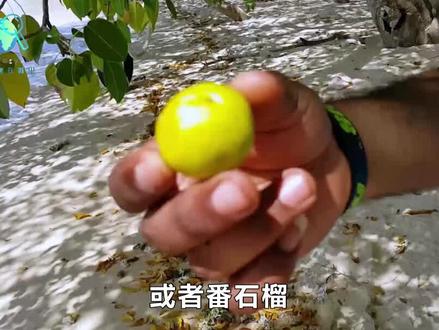 违背进化规则?这树从果实到树干都是致命毒素,不让动物传播种子 #科普 #植物科普 #毒番石榴树