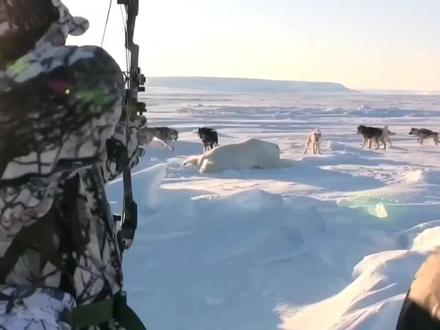 富人交钱就能合法狩猎北极熊,有钱真的可以为所欲为吗? #狩猎 #复合弓 #野生动物