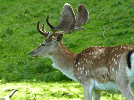 十亿个为什么:为什么雌鹿不长角? #鹿 #动物 #知识