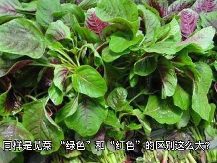 同样是苋菜,“绿色”和“红色”的区别这么大?知道后别再瞎买了#家常菜 #好物推荐🔥 #蔬菜 #生活小常识