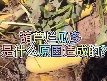 造成葫芦烂瓜多是什么原因呢?#葫芦 #三农