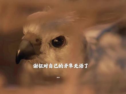 谢征的矛隼又被抓回来了#逐玉