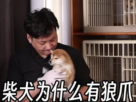 柴犬的爪子是怎么变成现在这样的。古代时候是什么样的?#柴犬 #小柴 #柴犬宝宝 #柴柴