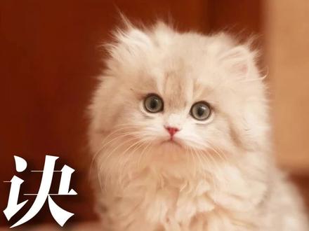 一封送给宽宽的诀别书
曾经有只小猫叫宽宽,她是一只又乖又美丽的天使小猫,她本来不该因为一场完全人为导致的医疗事故而让生命永远停留在五个月的……
晚安宽宽,在喵星做一只开开心心永远健康的小猫咪吧
素材来源:@邓峰萌萌摔肿了
#小猫宽宽医疗事故去世 #邓峰家的猫 #妹妹之家 #金故