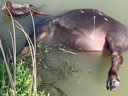 水牛会溺水吗? #科普一下 #涨知识 #冷知识 #奇闻奇事 #猎奇