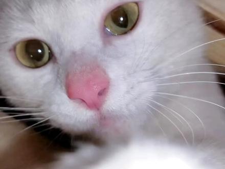 这么可爱的小猫咪当然是不会偷小鱼干的啦