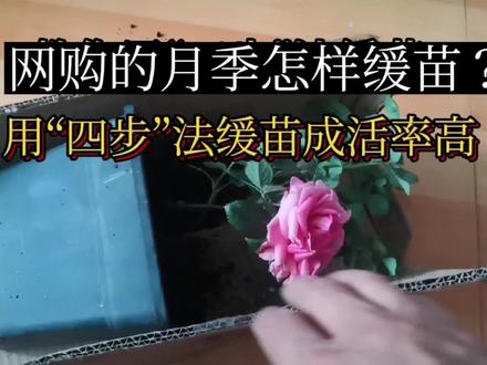 不懂网购月季如何缓苗,就按缓苗“四步”法操作既简单又效果好 #阳台种植 #爱生活爱养花 #养花 #月季养护 #种花