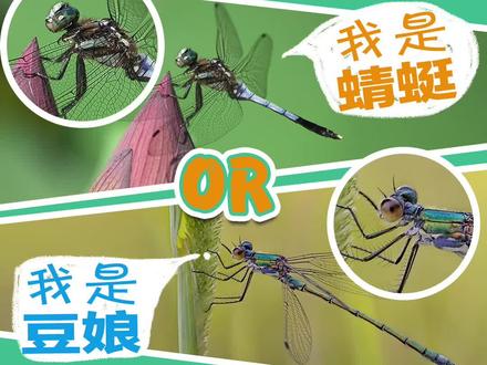 承认吧!你肯定分不清这俩?@抖音青少年 #开学抖出知识点 #开学科普季 @DOU+小助手