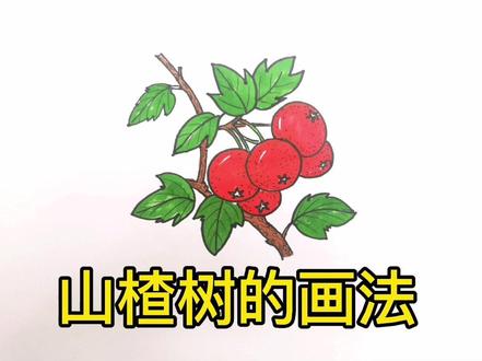 你喜欢吃冰糖葫芦,那喜欢山楂树么?一起画画吧!#一学就会的简笔画 #画画使我快乐 #亲子简笔画