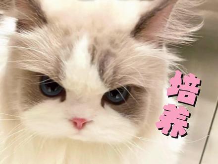 训练方法都放在这里啦! #养猫人#万物可爱计划#社会化训练 #我和我的猫 #冬季养猫