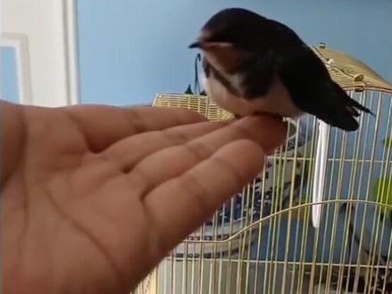 随笔-- 燕宝走好几天了,我很伤心。直到救助了燕宝,才在网上查阅了燕子的寿命,习性等常识,得知燕子的寿命是十几年,心中暗喜。要说养鸟也是几十年前小时候养过的,为什么我对燕宝特别的钟爱那,可能是咱们中国人对燕子都有一份情结在里面吧,记得小时候的儿歌,课本和一些顺口溜里经常提到关于燕子的描述--“小燕子穿花衣,年年春天来这里,燕子低飞就是要下雨了,剪刀尾巴,几只燕子落到电线上像五线谱🎼一样等等”,所以在我们的头脑之中对燕子都有着一种渴望而不可及的神秘感。谁知明天和意外永远不知道哪个先到来。可能是太怕失去,总想把最好的给它,家养燕子又没有前车之鉴,所以在饲养过程中的一些无知的举动,可能是间接害死燕宝的元凶,很懊恼,很后悔……。四个多月,130多天的相守和陪伴,燕宝的突然离去,好多已经养成的生活习惯突然改变了,让自己突然陷入了无限的想念和孤独之中。燕宝的出现如彩虹般绚丽,如流星陨落般短暂,虽短暂却美好,人生亦是如此,是不断拥有和失去的过程,最后尘归尘,土归土,陪自己到最后的只有自己。我觉得燕宝的粉丝说的对:“燕宝并没有离开我们,它只是找它的爸爸妈妈兄弟姐妹去了”。愿我们的燕宝在南国如闪电般划过苍穹,遨游天地之间,永远记得这段如石光般短暂的美好相遇。#燕宝是燕子