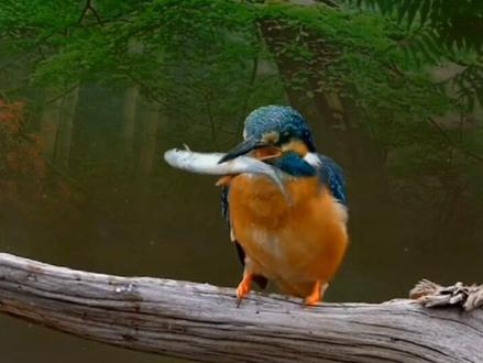 翠鸟吃鱼全过程!#抓拍瞬间 #保护鸟类#翠鸟 #万物皆有灵性