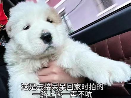 你们想看的呆呆小时候 #墩墩呆呆呀 #中亚牧羊犬