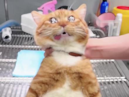猫咪在麻醉时为啥泪流满面