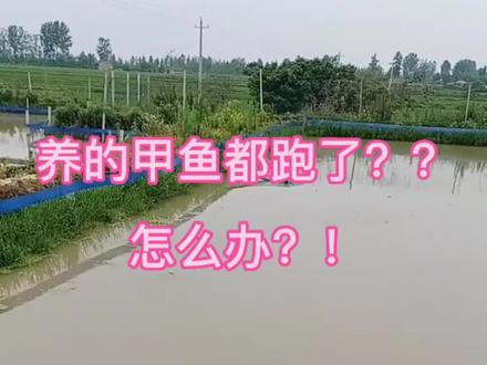 养的甲鱼都跑了?!怎么办!别担心看这里,小陈教大家怎么做好甲鱼防逃措施#三农 #户外 #甲鱼苗 #甲鱼 #甲鱼逃跑