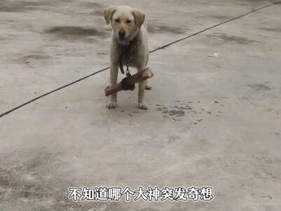 2026最伟大的发明绊狗棍!放下棍子腿被打叼起棍子不能咬人 #绊狗棍 #防追咬神器 #狗咬人