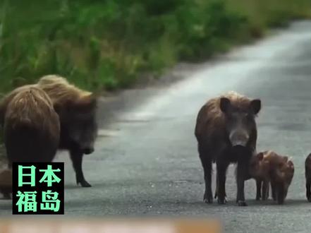 近日外媒曝料,日本福岛县一处荒废居民区野猪泛滥,这些杂食性的野猪体内积累了很多放射性物质#核辐射