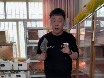养鸡这么久用了各种发酵垫料,没想到这款最好用,柏籽壳发酵垫料,你们也可以试试,就在视频左下方#柏籽壳垫料 #芦丁鸡 #网红鸡 #芦丁鸡蛋 #运城芦丁鸡