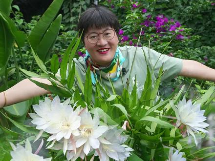 三根扦插苗两年爆花300➕,小叶昙花的生长力与开花性简直惊喜,今天给大家分享一下它的养护方法~#花卉绿植 #昙花 #海蒂的花园 #爱生活爱养花 #美好丰收计划