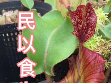 #热门 #美食 #食虫植物 #猪笼草 #抖音美食推荐官 纵然你吃遍山珍海味,这道菜你绝对没吃过!