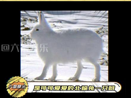 邓为坐下一小团,站起来那么长一条 #邓为 #这谁顶得住啊 #六条娱乐